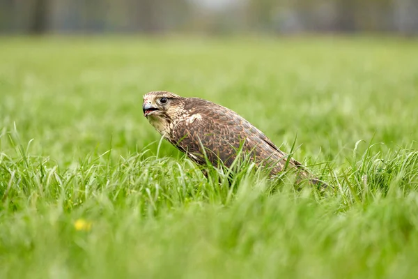 Gros plan d'un oiseau de proie buse, bec ouvert, assis dans l'herbe avec du sang dans le bec — Photo