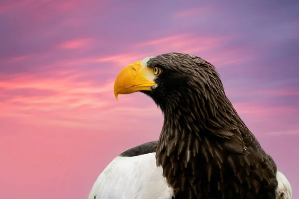 Close up of a Stellers sea eagle head. Yellow bill and eye, large nostrils. Against the background of a purple and red dramatic sky Stock Picture