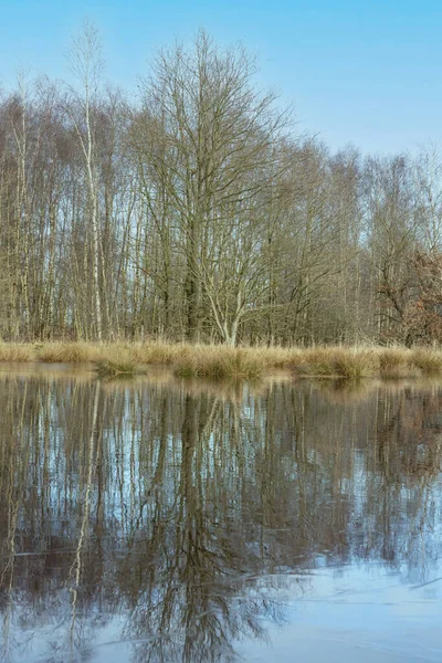 Bordo della foresta di betulla, quercia e canna sul bordo di un piccolo lago nella foresta. Riflessione del sole del mattino nell'acqua ghiacciata. sfondo invernale — Foto Stock