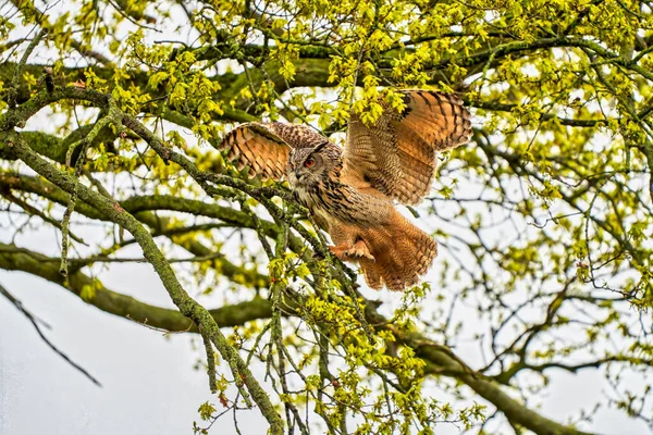 Adelaar Uil, land vreemd genoeg in een boom. Van opzij gezien. Vleugels wijd verspreid, de roofvogel kijkt boos met rode ogen — Stockfoto