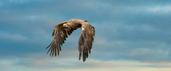 European sea eagle flying in an impressive blue and white sky. Bird of prey in flight. Flying birds of prey during a hunt. Social media, web banner of cover — Stock Photo, Image
