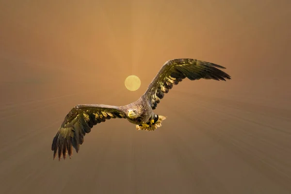 Europejski Orzeł Łysy leci przed słońcem na złotym niebie. Latający ptak drapieżny podczas polowania. Rozciągnięte skrzydła w poszukiwaniu zdobyczy — Zdjęcie stockowe