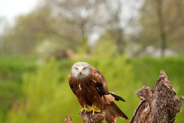 Red kite, bird of prey portrait. The bird is sitting on a stump. Ready to attack its prey. In the rain, detailled