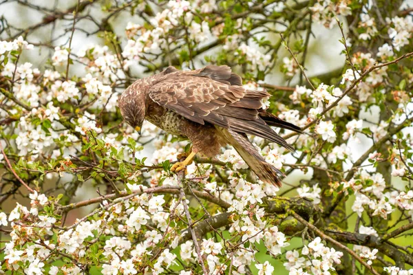 Close-up van een buizerd roofvogel zittend in een fruitboom. De appelboom zit vol witte bloesem. De roofvogel kijkt naar beneden — Stockfoto