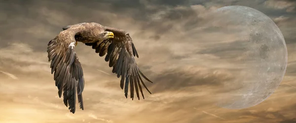 Der europäische Seeadler fliegt in einem beeindruckenden gelbgoldenen Himmel mit. Greifvogel im Flug. Fliegende Greifvögel bei der Jagd. Soziale Medien, Web-Banner des Covers — Stockfoto