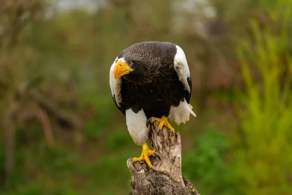 Stellers águila marina se sienta en un tocón sobre un fondo natural de hierba y árboles —  Fotos de Stock