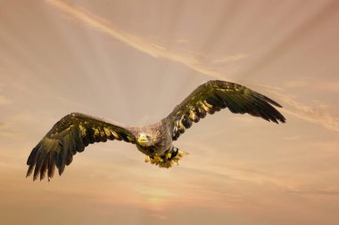 Avrupalı Kel Kartal dramatik kahverengi renkli gökyüzünde uçuyor. Av sırasında uçan yırtıcı kuş. Av aramak için uzanmış kanatlarını