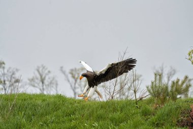Stellers deniz kartalının yakın çekimi. Yırtıcı kuş, otların üzerinde açık kanatları olan karaya çıkar. Ağaçların, çimenlerin ve mavi gökyüzünün arka planında. Tüm vücutla detaylandırılmış