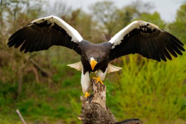 Stellers deniz kartalının yakın çekimi. Yırtıcı kuş, ağaç kütüğüne yayılmış kanatları ile yere iner. Ağaçların, çimenlerin ve mavi gökyüzünün arka planında. Ayrıntılı parça kuş, tüm vücut
