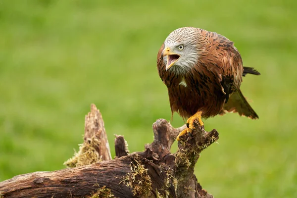 Red kite, bird of prey portrait. The bird is sitting on a stump. Ready to attack its prey