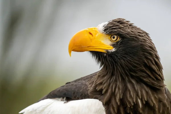 Primer plano de una cabeza de águila marina Stellers. Pico y ojo amarillo, fosas nasales grandes. En el contexto de la naturaleza —  Fotos de Stock