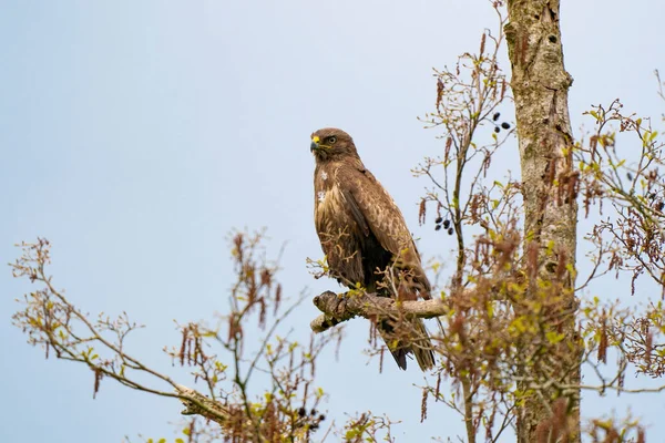 Etkileyici bir akbaba, buteo buteo, İlkbaharda bir dalda fotokopi alanı ile oturuyor. Baskın yırtıcı kuş bir dalda gözlem yapıyor. Beyaz ve kahverengi tüylü tüylü bir hayvan. Mavi gökyüzü — Stok fotoğraf