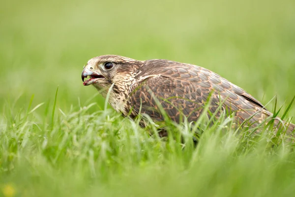 Close-up of a buzzard bird of prey head, beak open, Sits in the grass with blood in its beak — Stock Photo, Image