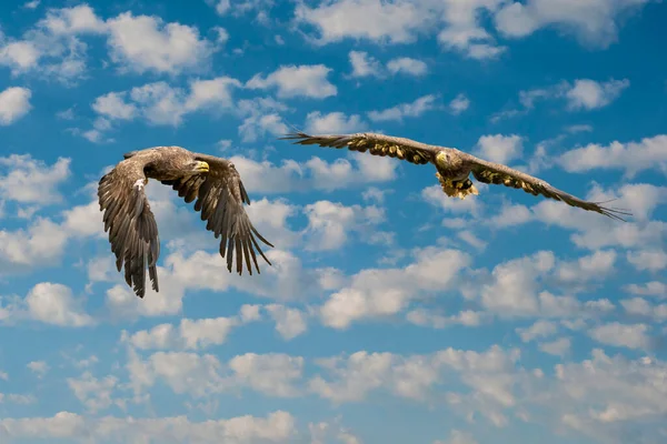 Két európai tengeri sas repül a kék égen és fehér felhők. Ragadozó madarak repülnek. Repülő ragadozó madarak vadászat közben — Stock Fotó