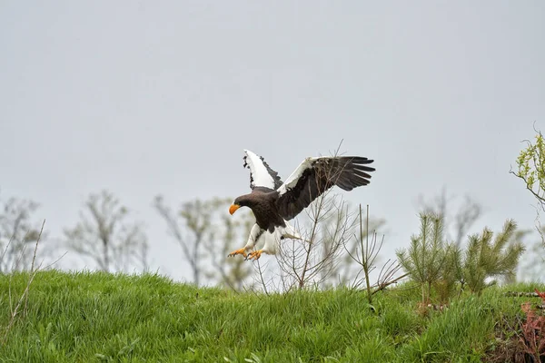 Крупный план морского орла Стеллерса. Хищная птица приземляется с распростертыми крыльями на траве. На фоне деревьев, травы и голубого неба. Подробно по всему телу — стоковое фото