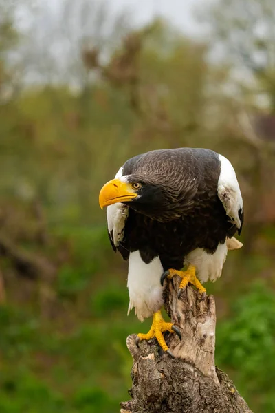 Stellers águila marina se sienta en un tocón sobre un fondo natural de hierba y árboles —  Fotos de Stock