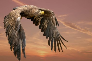 Mavi gökyüzünde uçan kartal. İmparatorluk Kartalı uçuyor. Mavi gökyüzünün arka planında uçan kartal traşı. Kartal, şahin avını arıyor. Avlanırken uçan yırtıcı kuşlar.