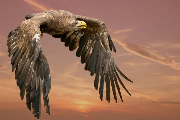 Mavi gökyüzünde uçan kartal. İmparatorluk Kartalı uçuyor. Mavi gökyüzünün arka planında uçan kartal traşı. Kartal, şahin avını arıyor. Avlanırken uçan yırtıcı kuşlar.
