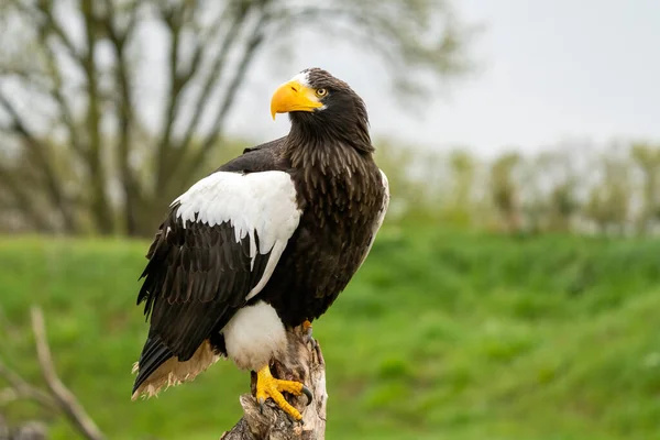 Stellers Seeadler Sitzt Auf Einem Baumstumpf Vor Dem Hintergrund Von — Stockfoto