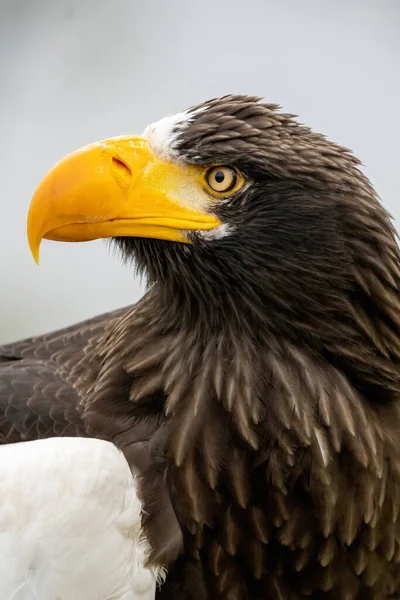 Primer Plano Cabeza Águila Marina Steller Pico Ojo Amarillo Fosas —  Fotos de Stock