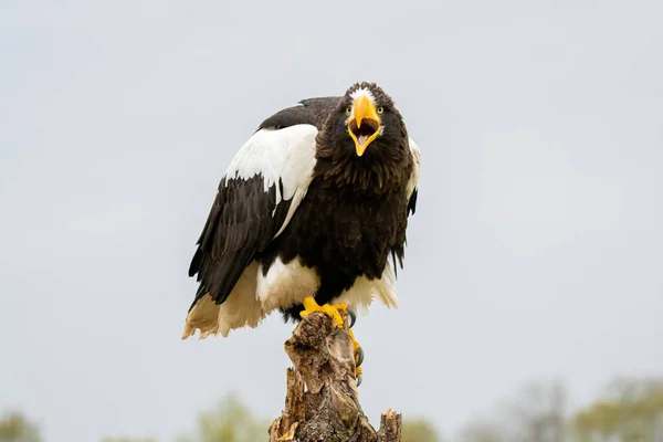 Steller Sea Eagle Sits Stump Background Blue Sky Bird Prey — Stock Photo, Image