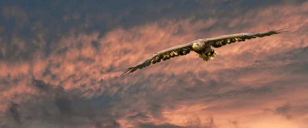 Der Europäische Seeadler Fliegt Einem Beeindruckenden Blauen Und Roten Himmel — Stockfoto