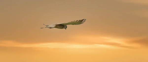 Long Cover Kestrel Bird Prey Hovers Dramatic Sky Colorfull Orange — Photo