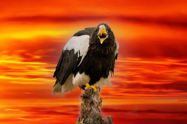 Steller Sea Eagle Sits Stump Dramatic Red Yellow Sky Bird — Φωτογραφία Αρχείου