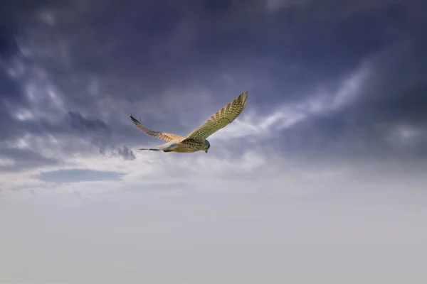 Kestrel Oiseau Proie Plane Contre Ciel Dramatique Avec Des Nuages — Photo