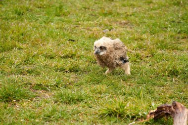Baykuş yavrusu kartal baykuşun yakın çekimi. Çimlerin üzerinde dengesiz bir şekilde yürüyor..