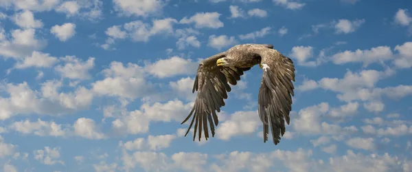 Der Europäische Seeadler Fliegt Einem Beeindruckenden Blau Weißen Himmel Greifvogel — Stockfoto