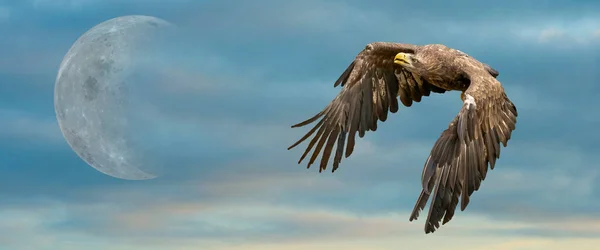 Europeisk Havsörn Flyger Imponerande Blå Himmel Med Slöja Moln Och — Stockfoto