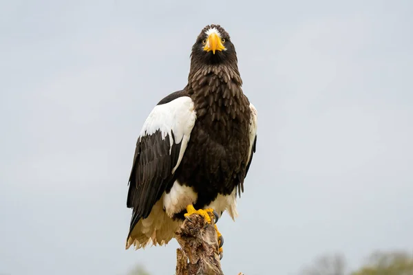 Steller Zeearend Zit Een Stomp Tegen Achtergrond Van Lucht Bomen — Stockfoto