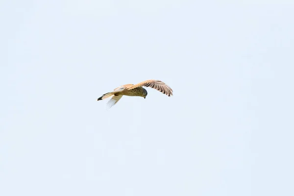 Kestrel Bird Prey Hovers Beautiful Blue Sky White Clouds Hunting — Stock Photo, Image