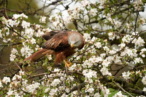 Gedetailleerde Close Van Een Rode Vlieger Zit Een Appelboom Met — Stockfoto