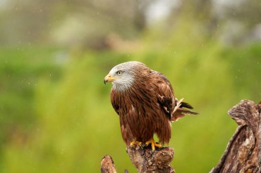 Red kite, bird of prey portrait. The bird is sitting on a stump. Ready to attack its prey in the rain.