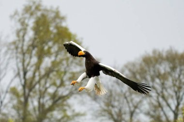 Close-up of a Steller's sea eagle. The bird of prey lands with outspread wings, Against the background of trees and blue sky. Detailed in full body.