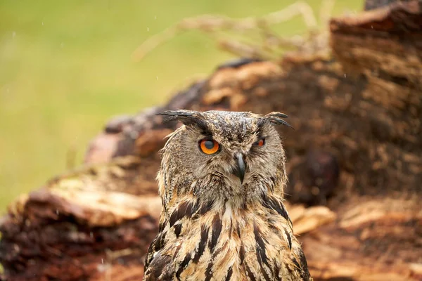 A detailed head of a owl eagle owl. Orange eyes stare into the camera.