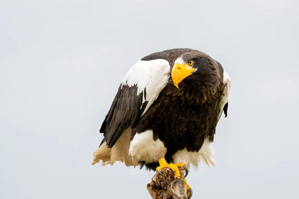 Stellers águila marina se sienta en un tocón sobre el fondo del cielo azul. El pájaro de presa mira hacia abajo —  Fotos de Stock