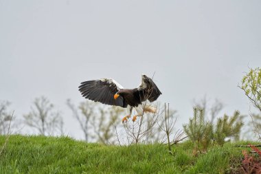 Stellers deniz kartalının yakın çekimi. Yırtıcı kuş, otların üzerinde açık kanatları olan karaya çıkar. Ağaçların, çimenlerin ve mavi gökyüzünün arka planında. Tüm vücutla detaylandırılmış
