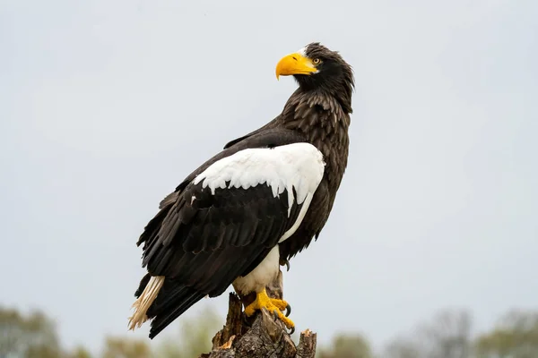 Stellers sea eagle sits on a stump against the background of sky and trees. The bird of prey looks to the left — Stock Photo, Image