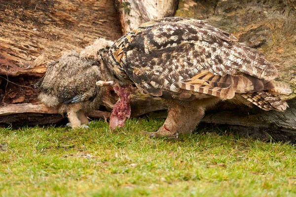 Шестинедельный цыпленок-сова со своей матерью. Они делят кровавый кусок мяса с добычей — стоковое фото