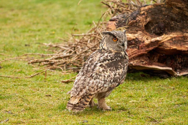 Ein detailverliebter Kopf eines sechs Wochen alten Uhu-Kükens. Orangene Augen starren in die Kamera — Stockfoto