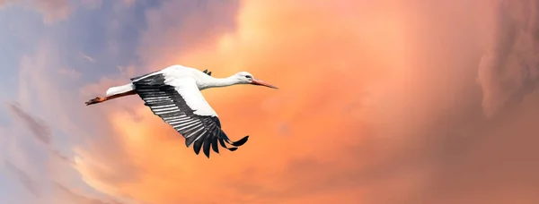Cigogne blanche volant dans un ciel bleu orangé dramatique. Avec de grandes ailes déployées. Un oiseau détaillé. Bannière Web pour les médias sociaux comme Facebook — Photo