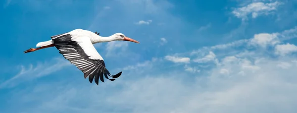 Cigogne Blanche Volant Dans Ciel Bleu Avec Grandes Ailes Déployées — Photo