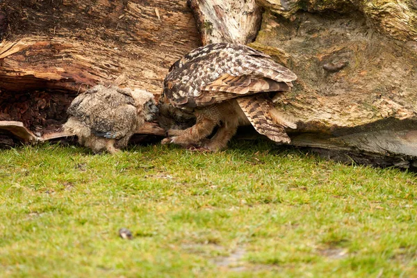 Six Week Old Owl Chick Eagle Owl Its Mother Share — Stock Photo, Image