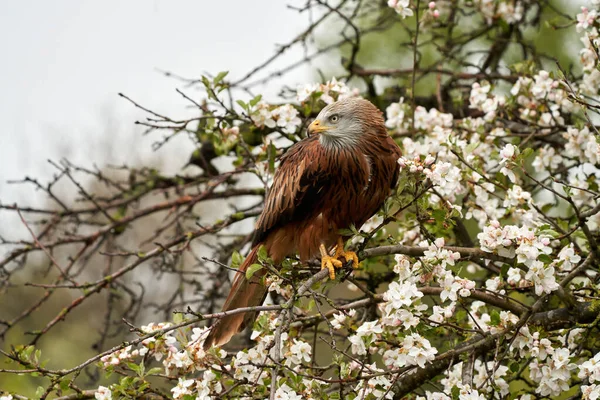 Red kite, in a tree with white blossom. Bird of prey portrait with yellow bill and red plumage and blue gray head.