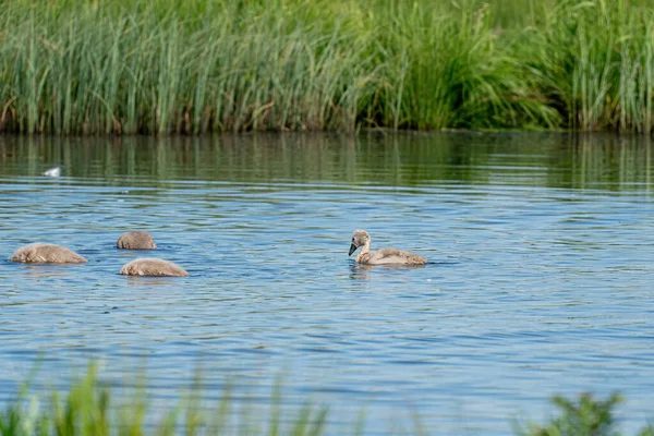 青の湖で泳いでいる若い灰色の白鳥 3匹の動物が水中に潜る チック 若い動物 サイネット — ストック写真