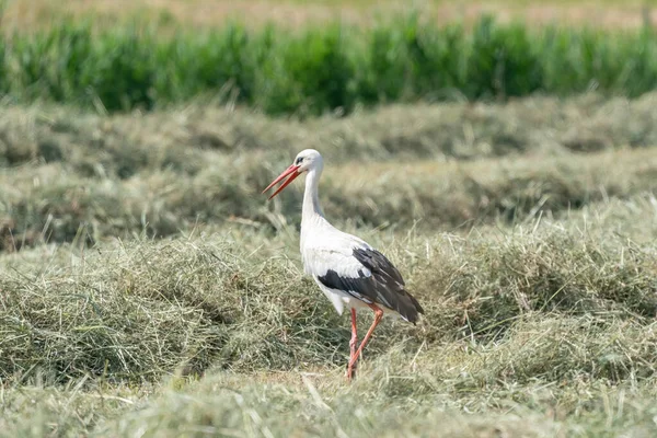 Vit stork står i höet på ängen. Öppen näbb, med skugga, sedd från sidan — Stockfoto