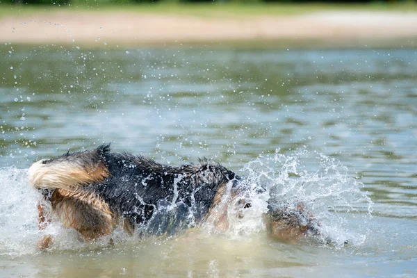 水中で遊んでいる若い幸せなドイツの羊飼いは 湖に飛び込み 喜んでジャンプします — ストック写真